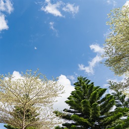 A combination of different tree species under a clear blue sky, including <i>Terminalia mantaly</i> ‘Tricolor’ and <i>Araucaria columnaris</i>, contribute to the landscape with a variation of colours and texture.